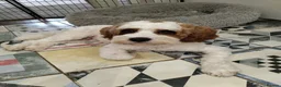 Cavapoo dogs for stud: Gorgeous rare white F1 Cavapoo - Advert 4