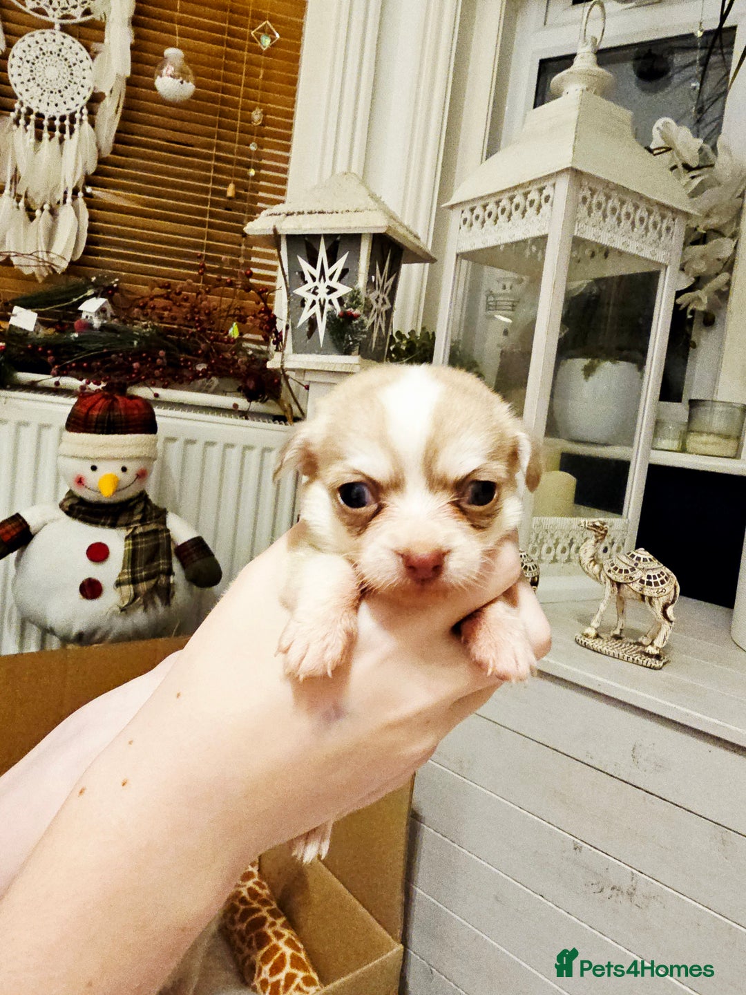 Chihuahua dogs for sale: Chihuahuas for sale - Advert 6