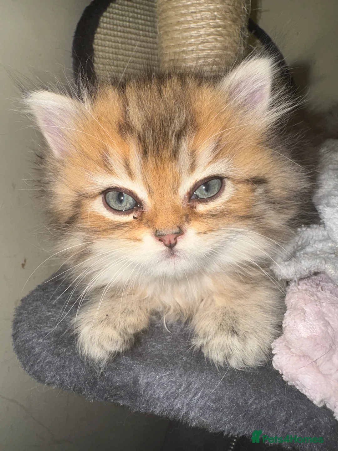 Persian cats for sale: Golden Shaded Persian 😻 - Advert 4