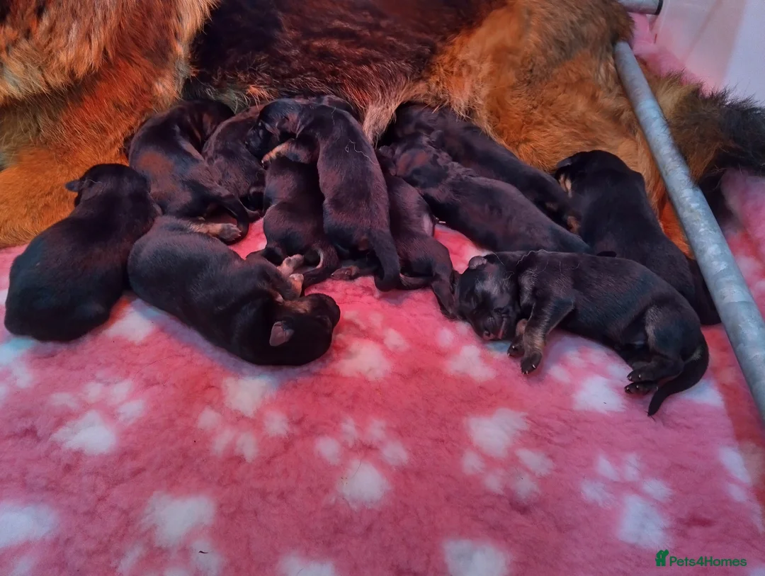 German Shepherd dogs for sale: QUALITY GERMAN SHEPHERD PUPPIES FOR SALE - Advert 2
