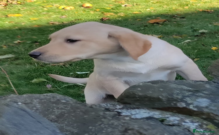 Labrador Retriever dogs - Advert 13