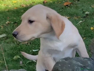 Labrador Retriever dogs - Advert 34