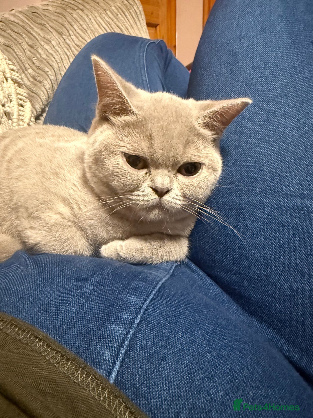 British Shorthair cats for sale: Lilac bsh female  - Image 8