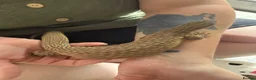 Monitor reptiles for sale: Ackie monitor believed 1.1 pair.  - Advert 3
