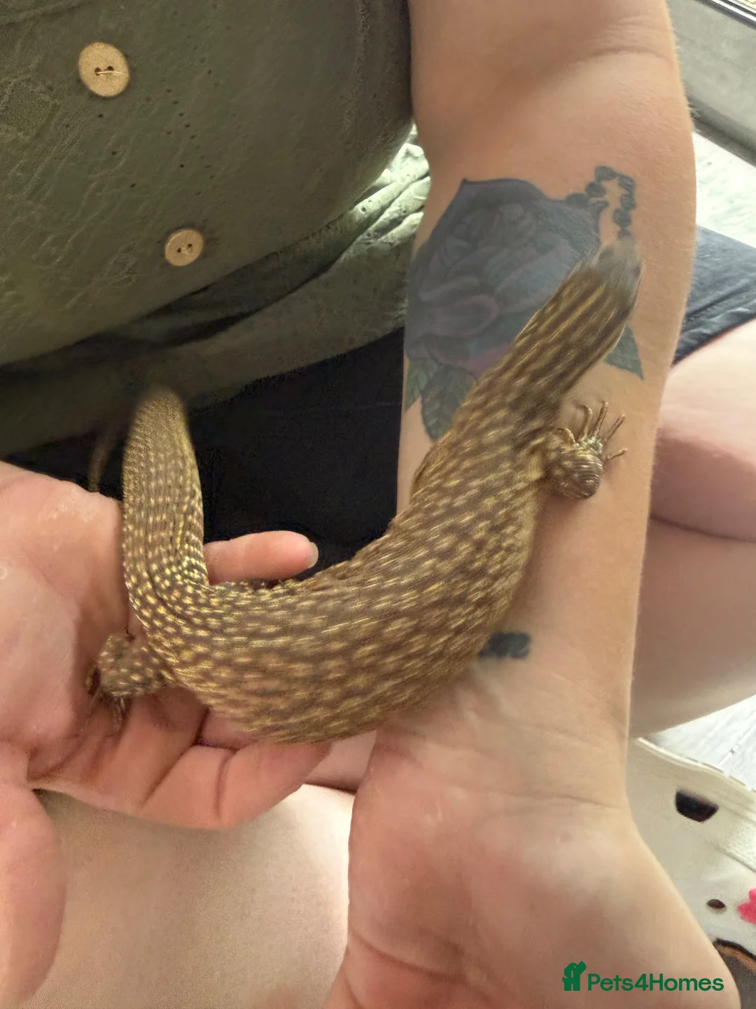Monitor reptiles for sale: Ackie monitor believed 1.1 pair.  - Advert 3