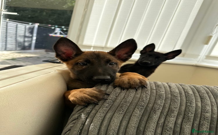 Belgian Shepherd Dog dogs - Advert 4