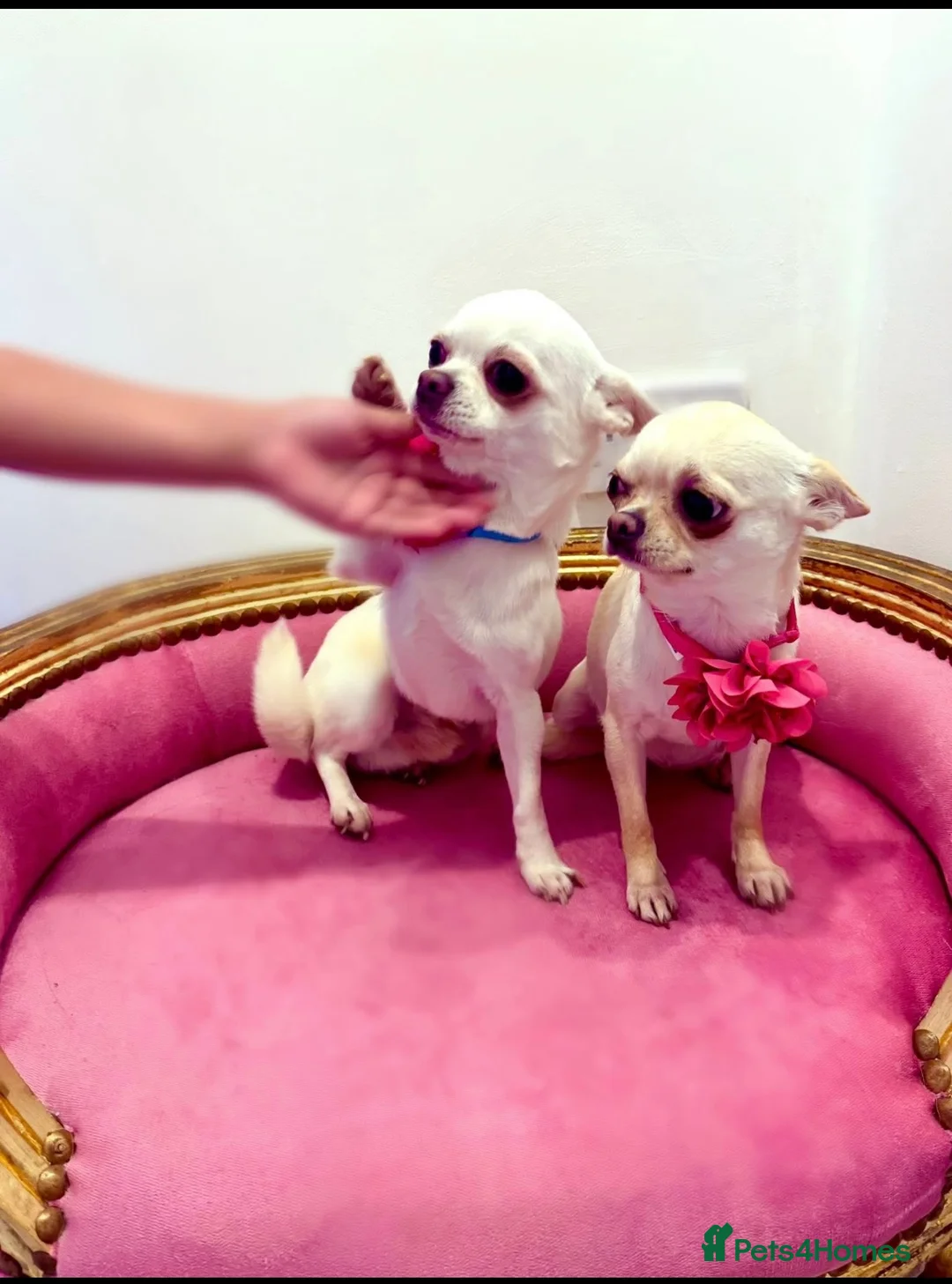 Chihuahua dogs for sale: KC registered beautiful chihuahua puppies - Advert 15