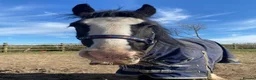 Irish Cob horses for sale: here is wreck it Ralph 🤍 - Advert 1