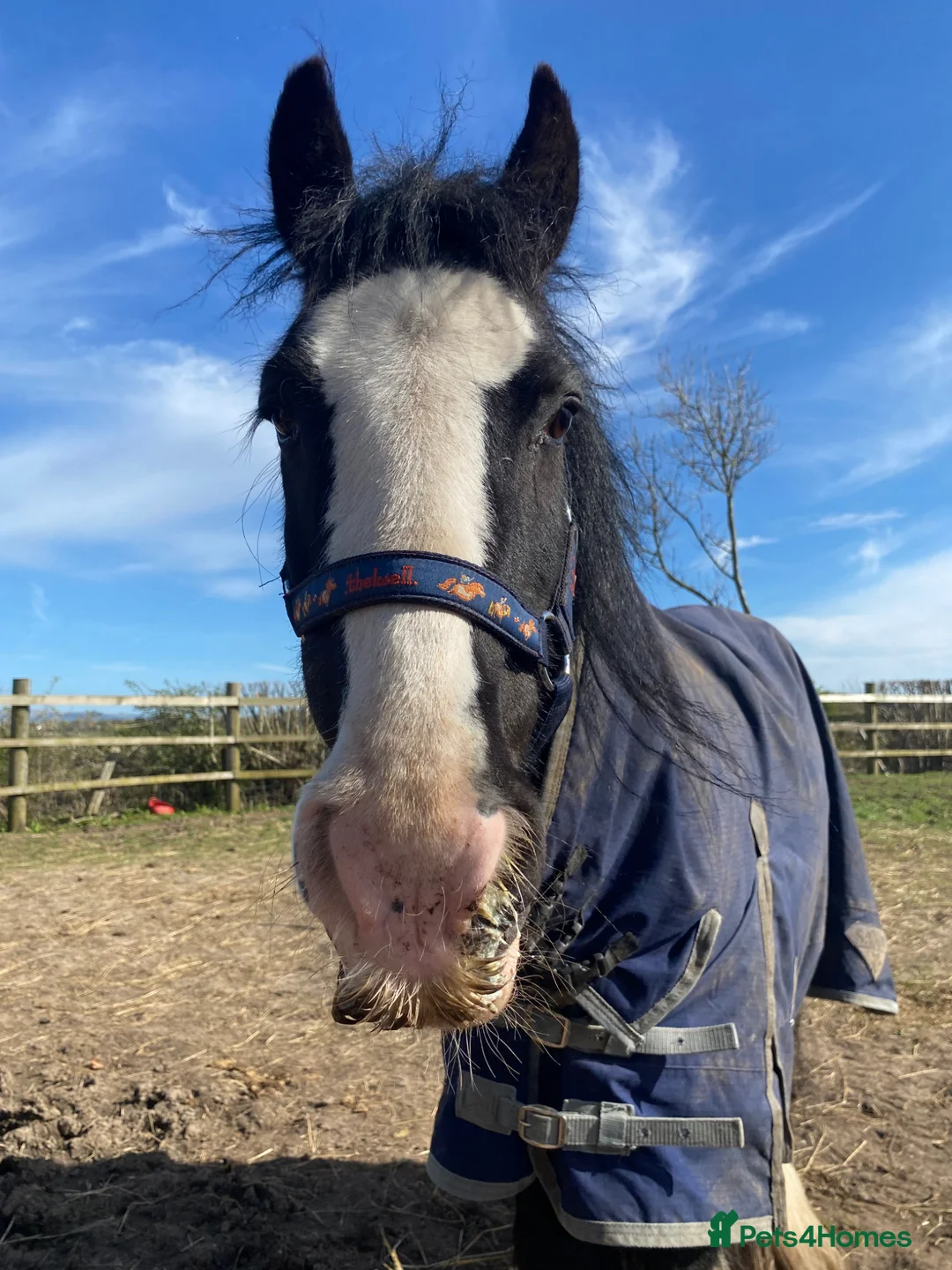 Irish Cob horses for sale: here is wreck it Ralph 🤍 - Advert 1