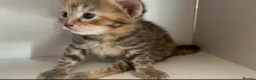 Mixed Breed cats for sale: Beautiful Kittens - Advert 3