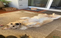 Golden Retriever dogs for sale: Gorgeous Show Type Golden Retrievers - Image 22