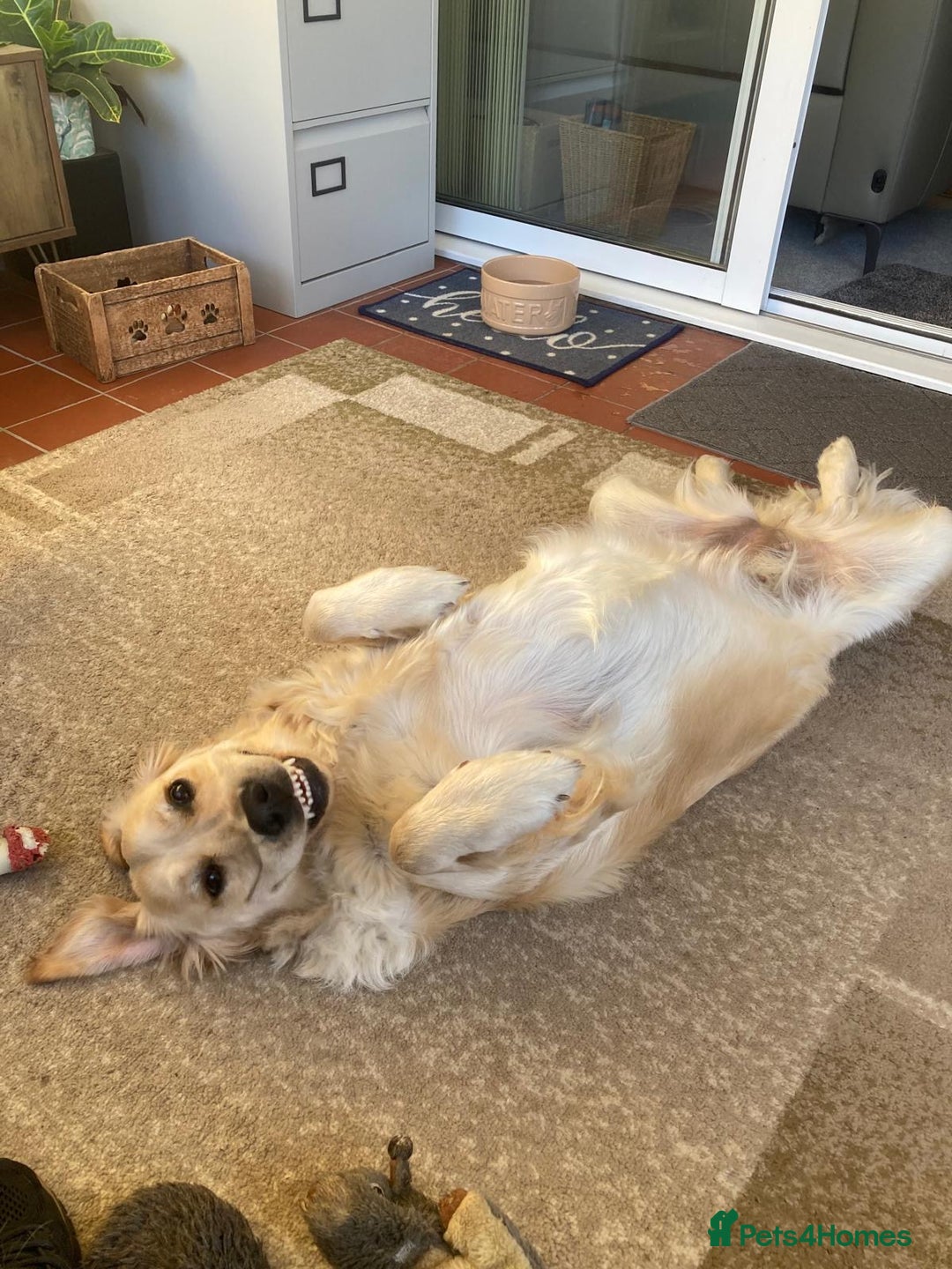 Golden Retriever dogs for sale: Gorgeous Show Type Golden Retrievers - Image 22