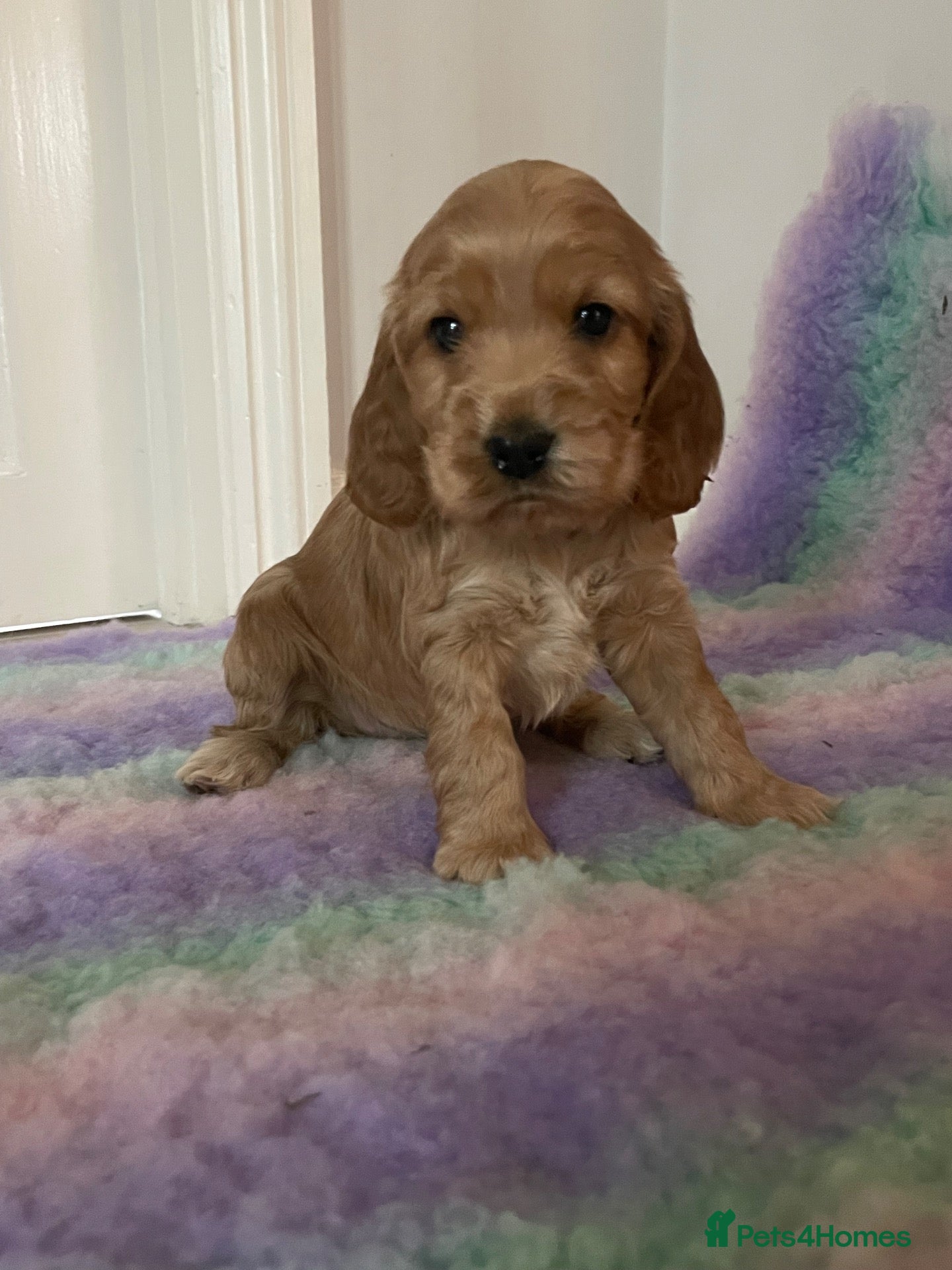 Cocker Spaniel dogs KC REG SHOW TYPE COCKER SPANIELS - Advert 18