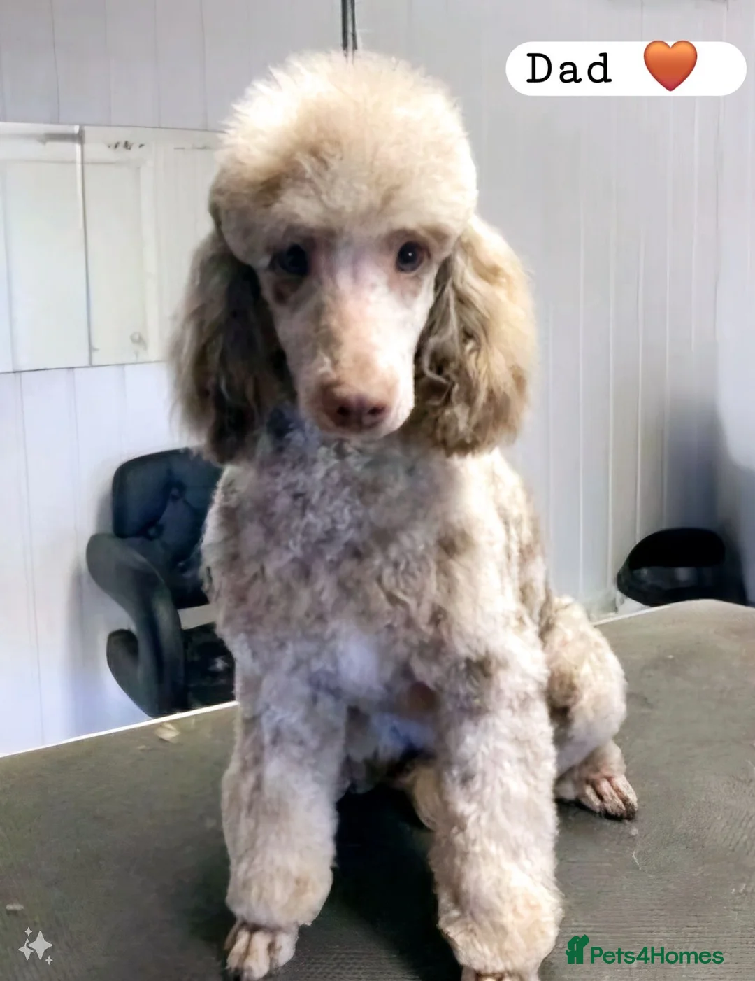Cockapoo dogs for sale: Beautiful DNA clear Showtype F1 Cockerpoo's  - Advert 39