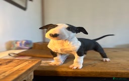 English Bull Terrier dogs for sale: Ready now  - Image 9