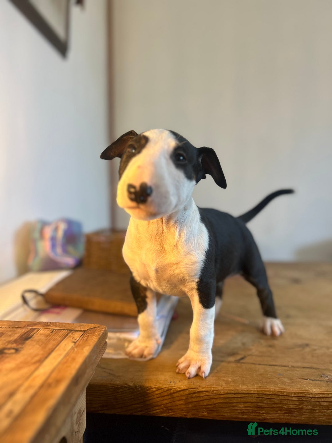 English Bull Terrier dogs for sale: Ready now  - Image 9