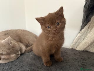 British Shorthair cats CHOCOLATE ANDBLUE GIRL GCCF British shorthair - Advert 16