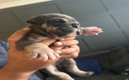 Mixed Breed dogs for sale: Bulldog puppy’s  - Image 16