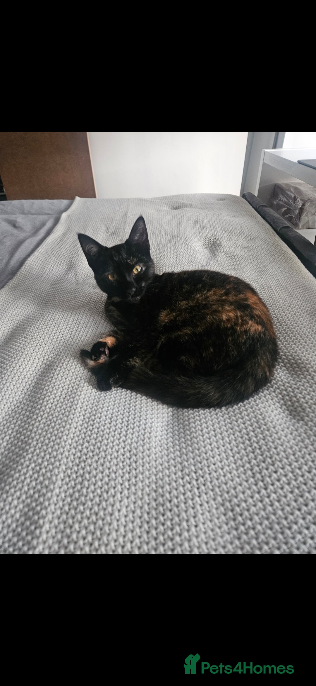 Mixed Breed cats for sale: Female and Male - Advert 5