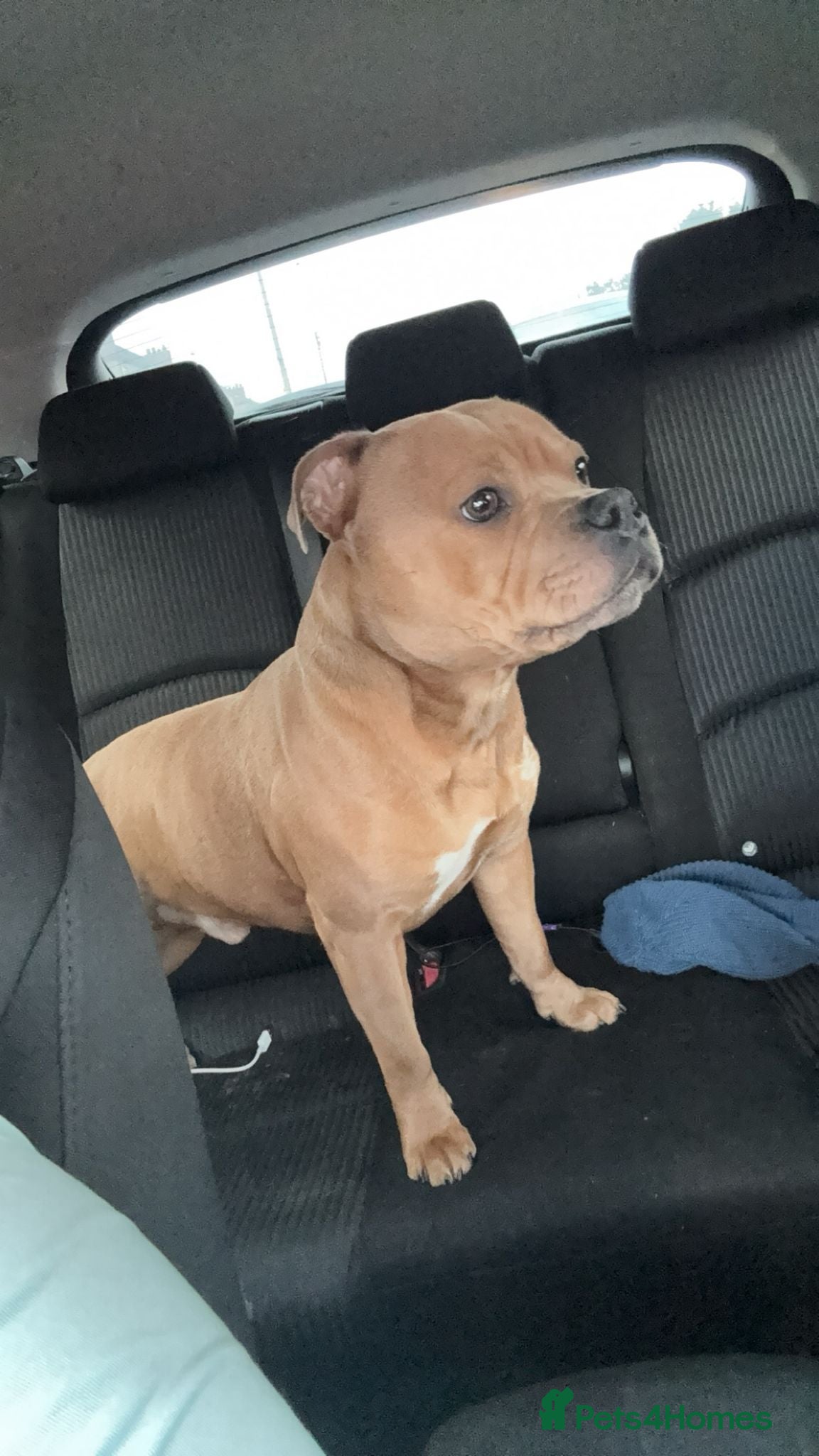 Staffordshire Bull Terrier dogs Proven Blue Fawn Staffy Stud - Advert 3