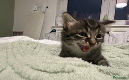 Brazilian Shorthair cats for sale: Kittens for sale  - Image 7