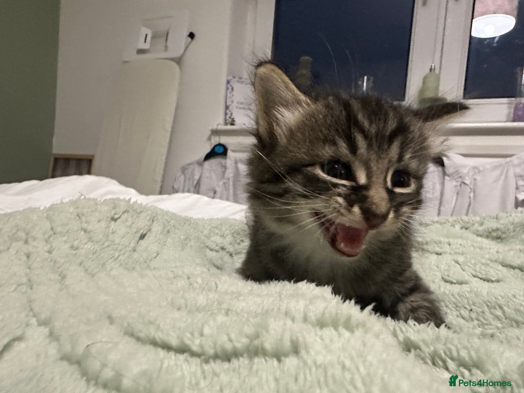 Brazilian Shorthair cats for sale: Kittens for sale  - Image 7
