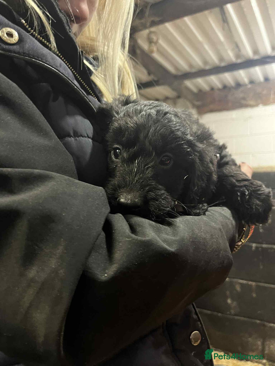 Cockapoo dogs for sale: Cockapoos  - Advert 7