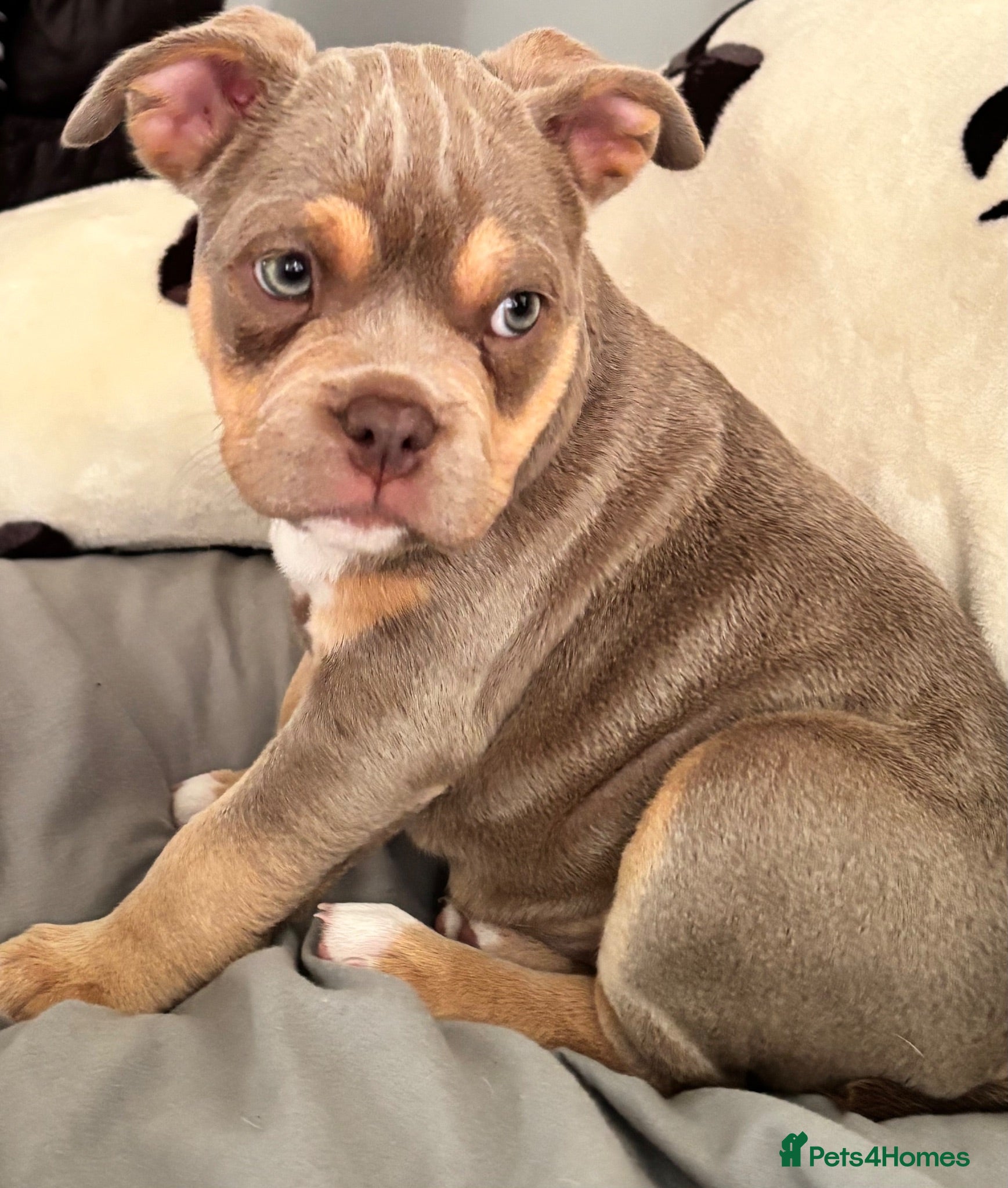 Mixed Breed dogs French bulldog X Pocket bully READY NOW!! - Advert 1