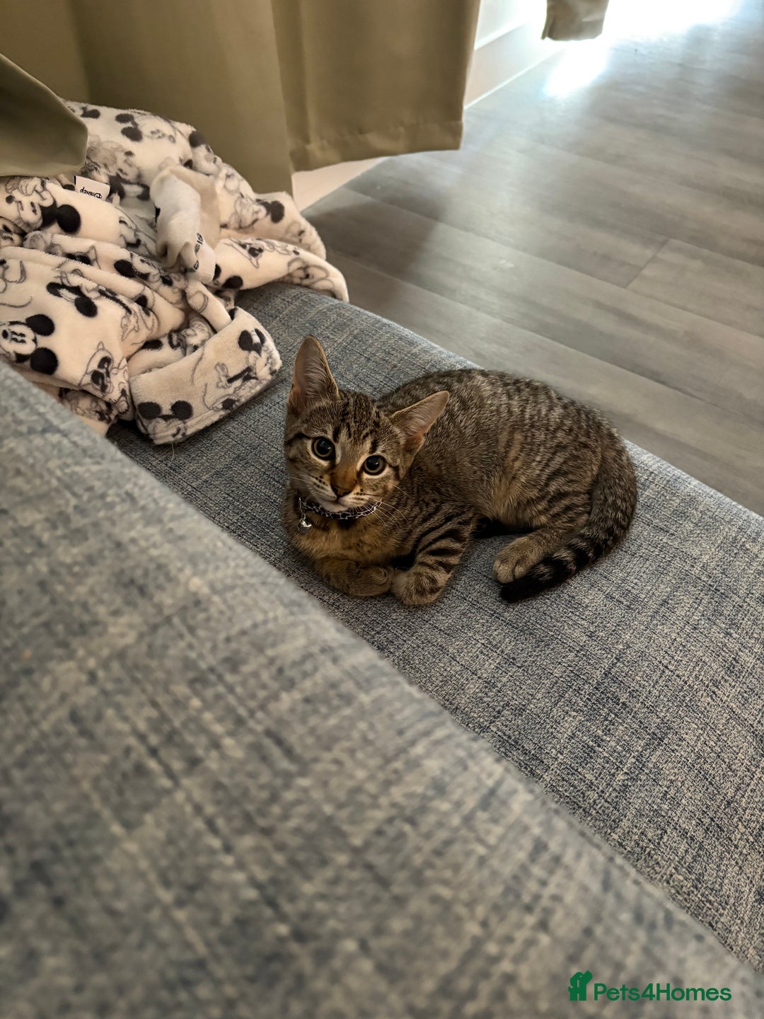 Mixed Breed cats for sale: Two female 9 month old kittens - Advert 7