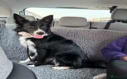 Mixed Breed dogs for sale: Border collie x cocker spaniel  - Image 6