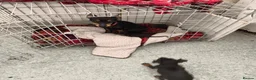 English Toy Terrier dogs for sale: Baby ett puppies for sale  - Advert 3