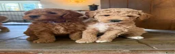 Mini Goldendoodle dogs for sale: Mini Goldendoodle puppies 🐶🫶🏻 - Advert 7