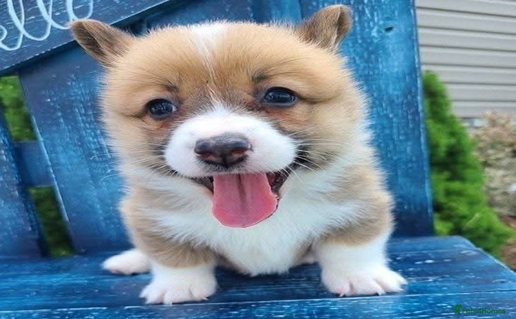 Welsh Corgi Pembroke dogs - Advert 1