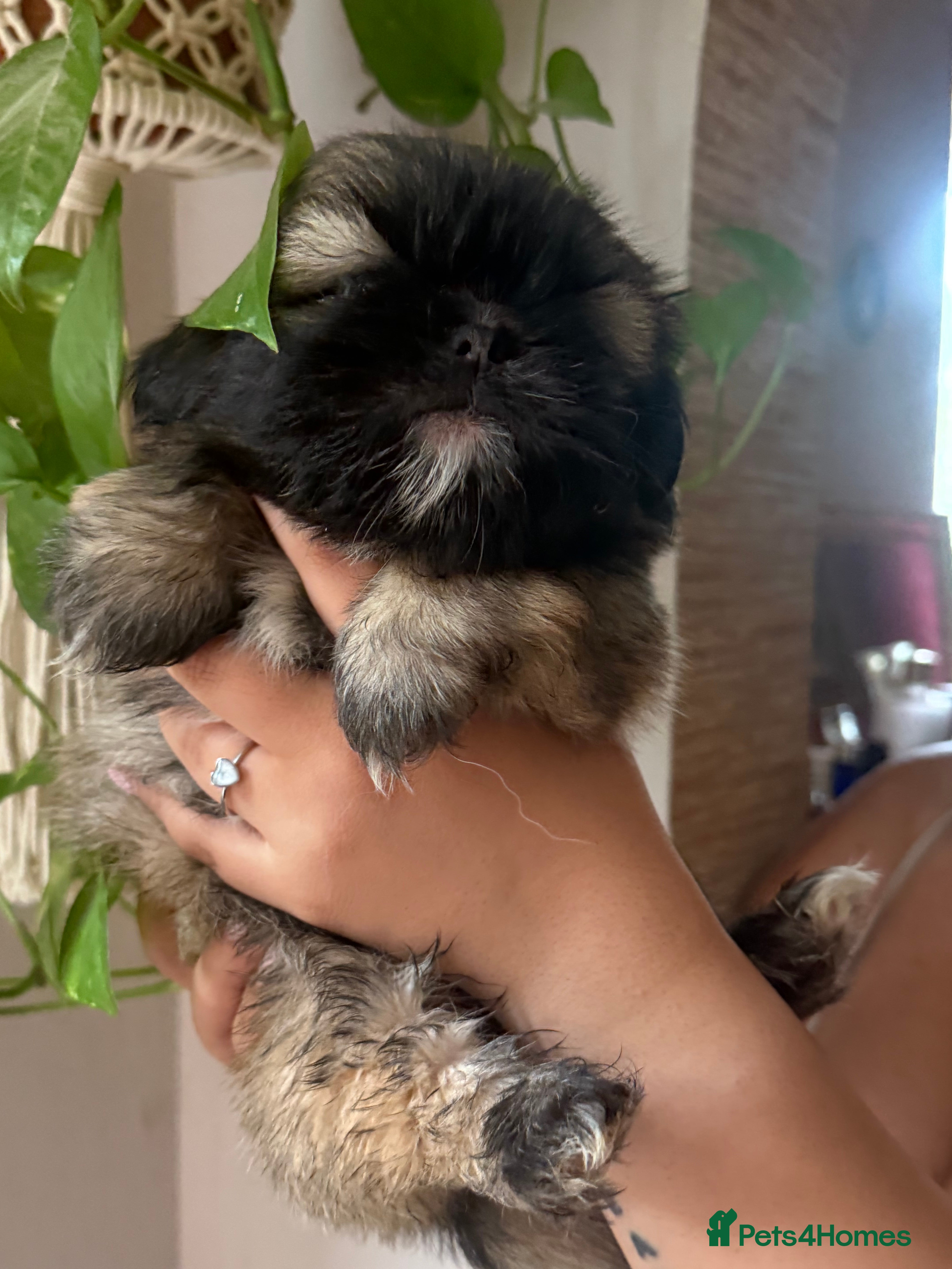 Shih Tzu dogs Stunning Shih Tzu Puppies   - Advert 2