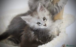 Maine Coon cats for sale: TICA registered Maine coon kittens, shaded lines - Image 14