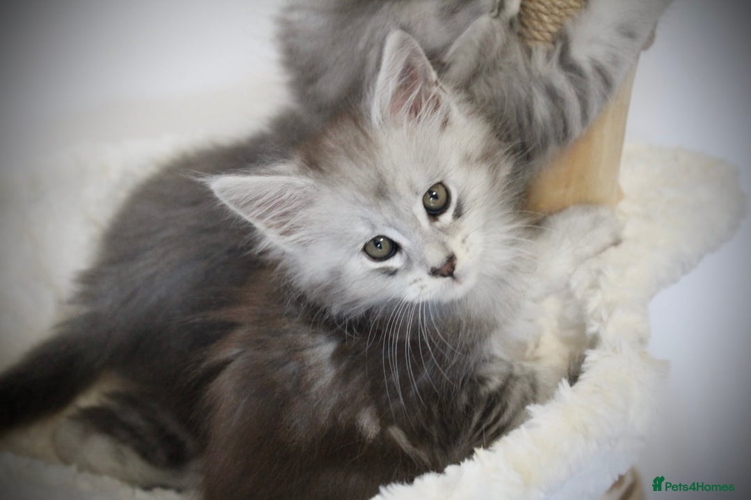 Maine Coon cats for sale: TICA registered Maine coon kittens, shaded lines - Image 14
