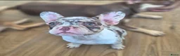 French Bulldog dogs for sale: Female Rojo merle puppy  - Advert 2