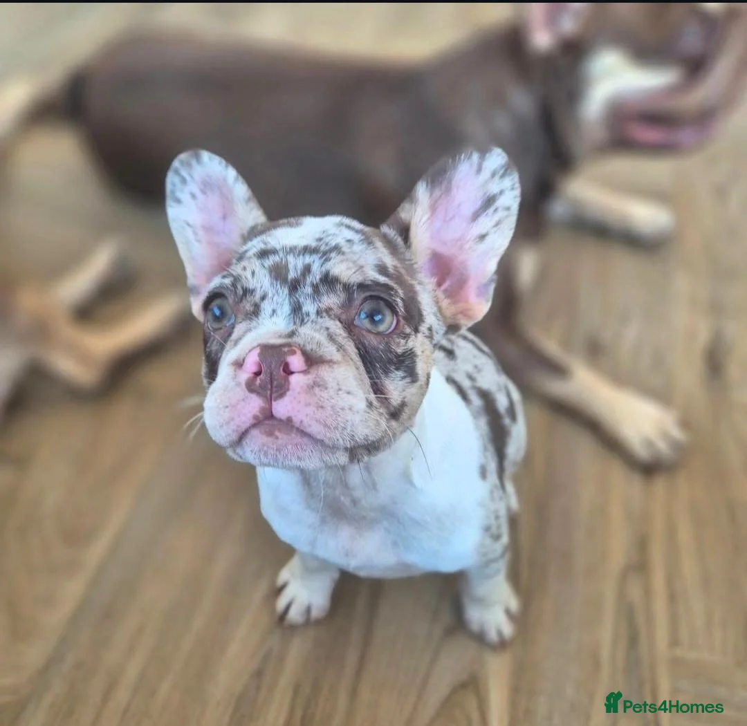 French Bulldog dogs for sale: Female Rojo merle puppy  - Advert 2