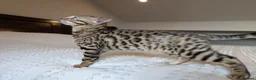 Bengal cats for sale: 🤎🖤 Gorgeous Bengal Girl 🖤🤎 - Advert 20