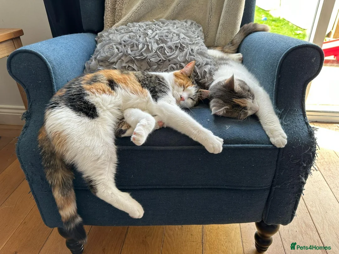 Mixed Breed cats for sale: Maine coon cross sisters  - Advert 1