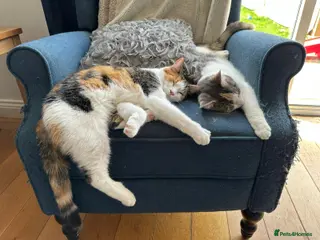 Maine Coon cats Maine coon cross sisters - Advert 2