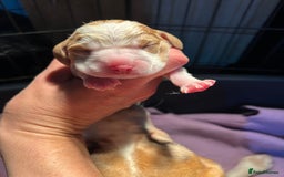 Beagle dogs for sale: KC Registered Top Quality Beagle Puppy home reared - Image 5