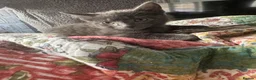 Mixed Breed cats for sale: 4 kittens for sale - Advert 7
