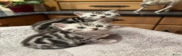 British Shorthair cats for sale: BSH stunning Silver Tabby kittens - Advert 3