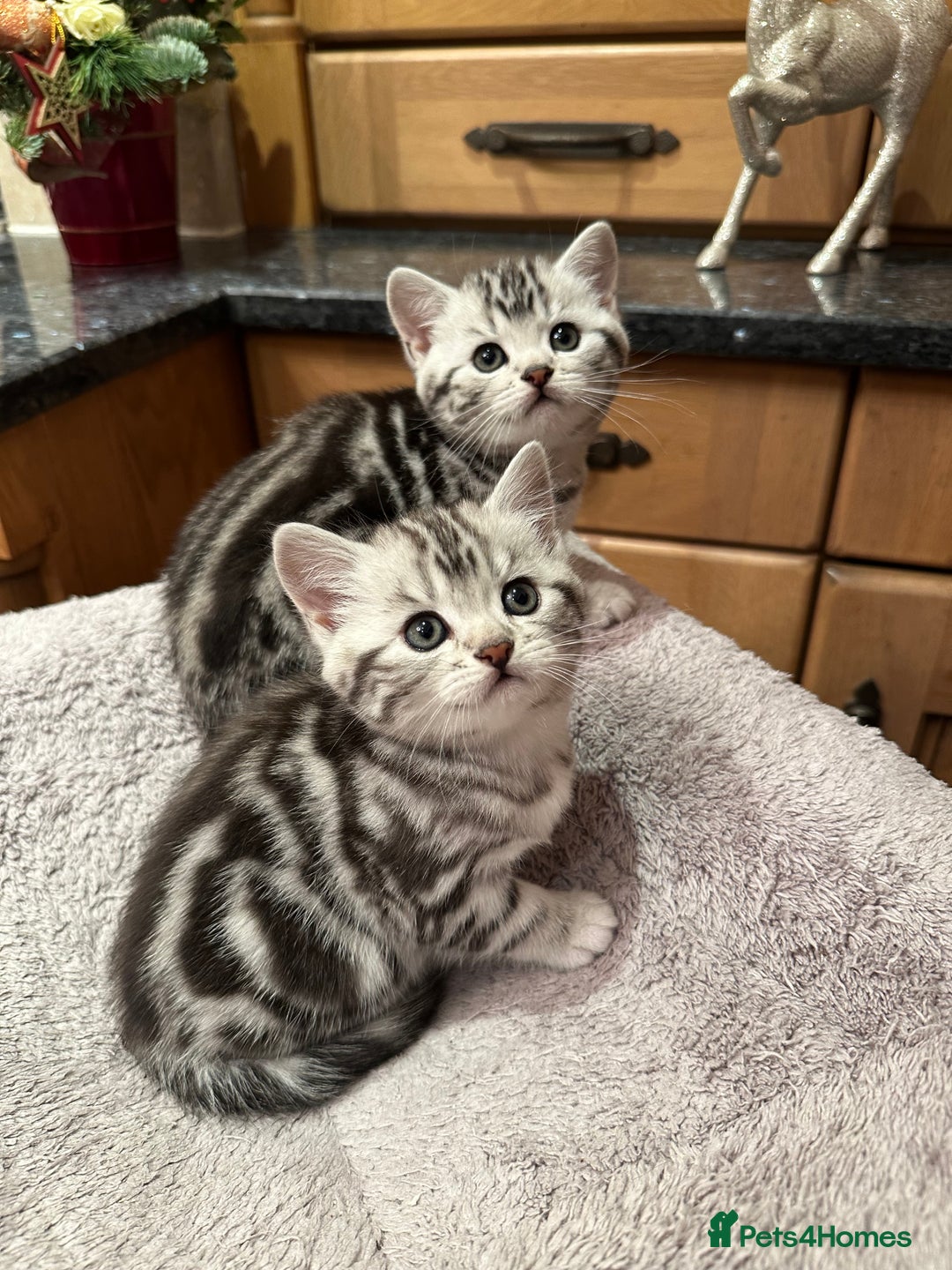 British Shorthair cats for sale: BSH stunning Silver Tabby kittens - Advert 3