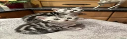 British Shorthair cats for sale: BSH stunning Silver Tabby kittens - Advert 4