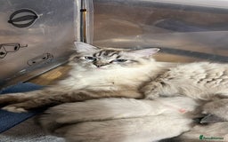Ragdoll cats for sale: GCCF Registered Kittens - Image 16