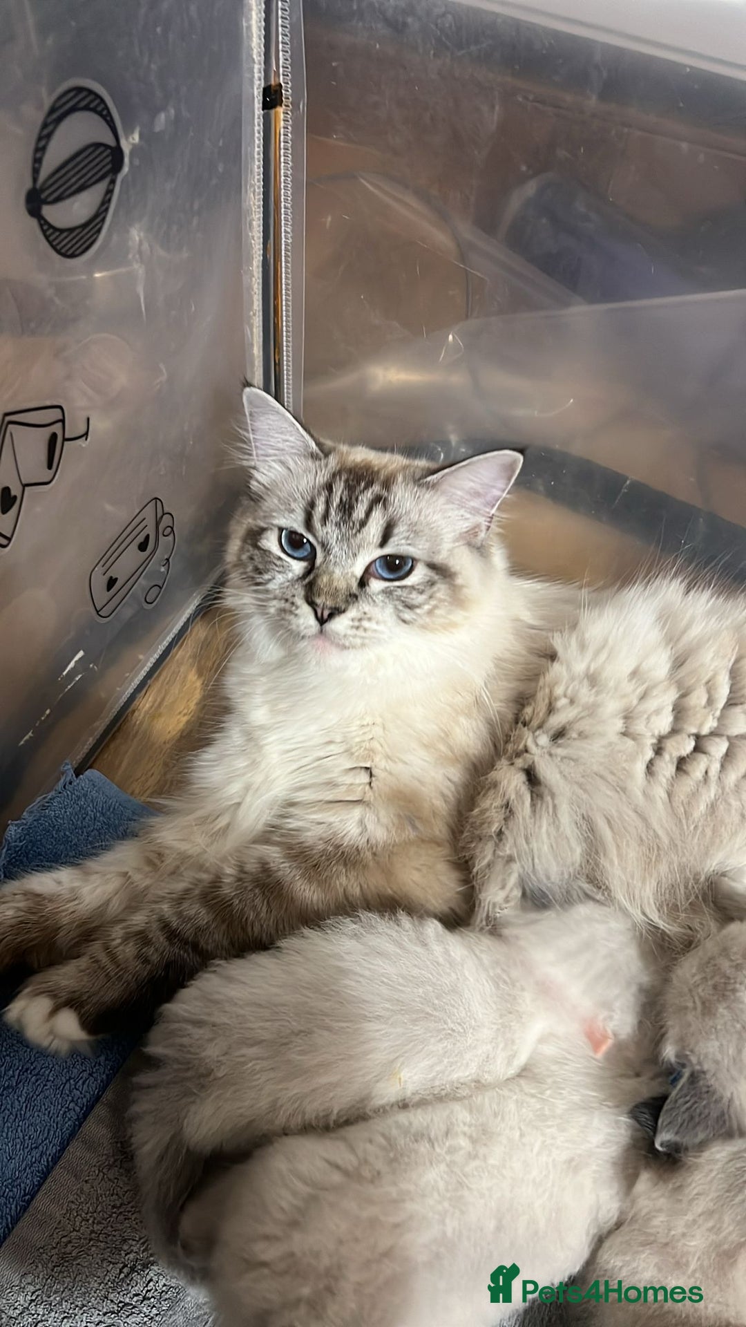Ragdoll cats for sale: GCCF Registered Kittens - Image 16