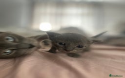Mixed Breed cats for sale: 4 Siamese Cross kittens for sale - Image 9