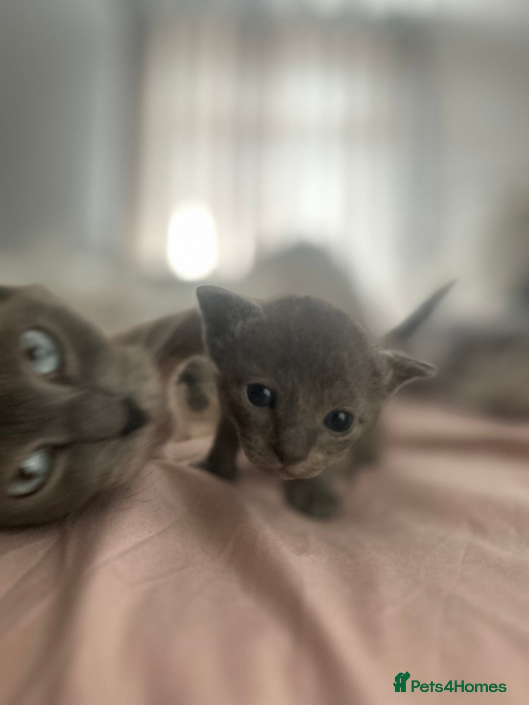 Mixed Breed cats for sale: 4 Siamese Cross kittens for sale - Image 9